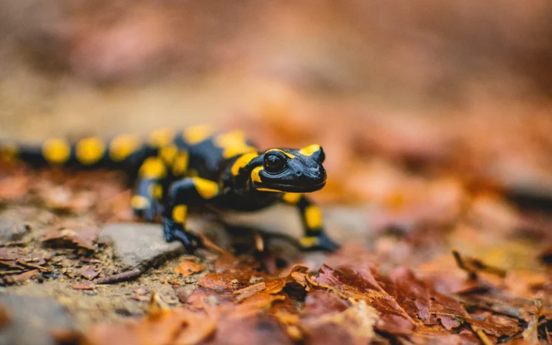 Salamandre - faune en vallée vézère