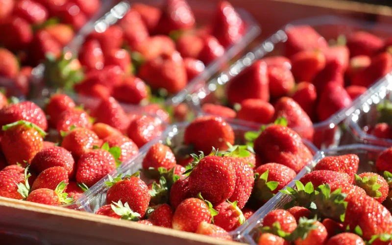 Marché du Bugue - Fraise du Périgord