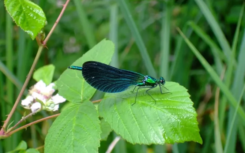 Demoiselle, à la découverte de la faune dans la vallée de la vézère